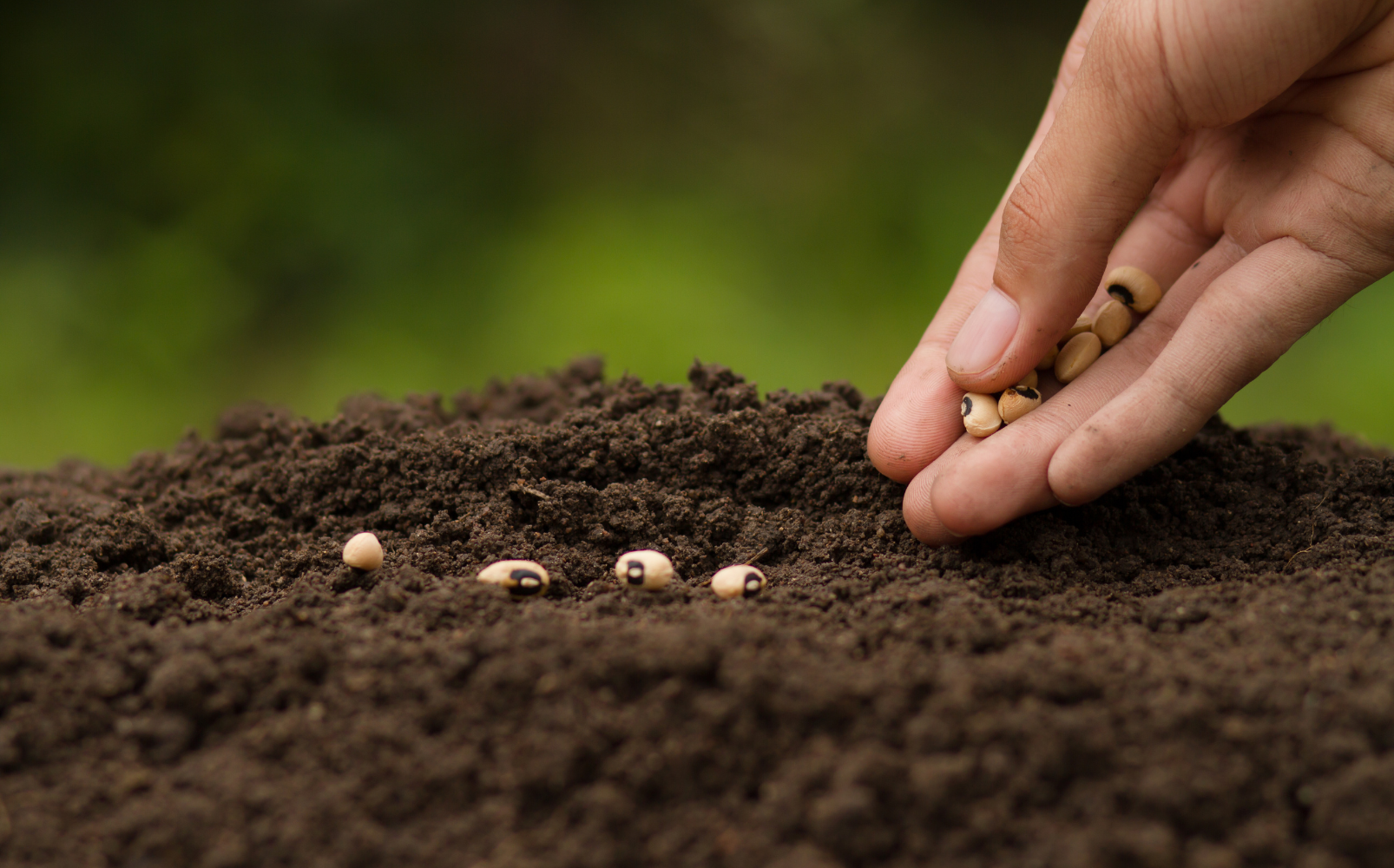 A Lei da Semeadura: Reflexões sobre Gálatas 6:7-8