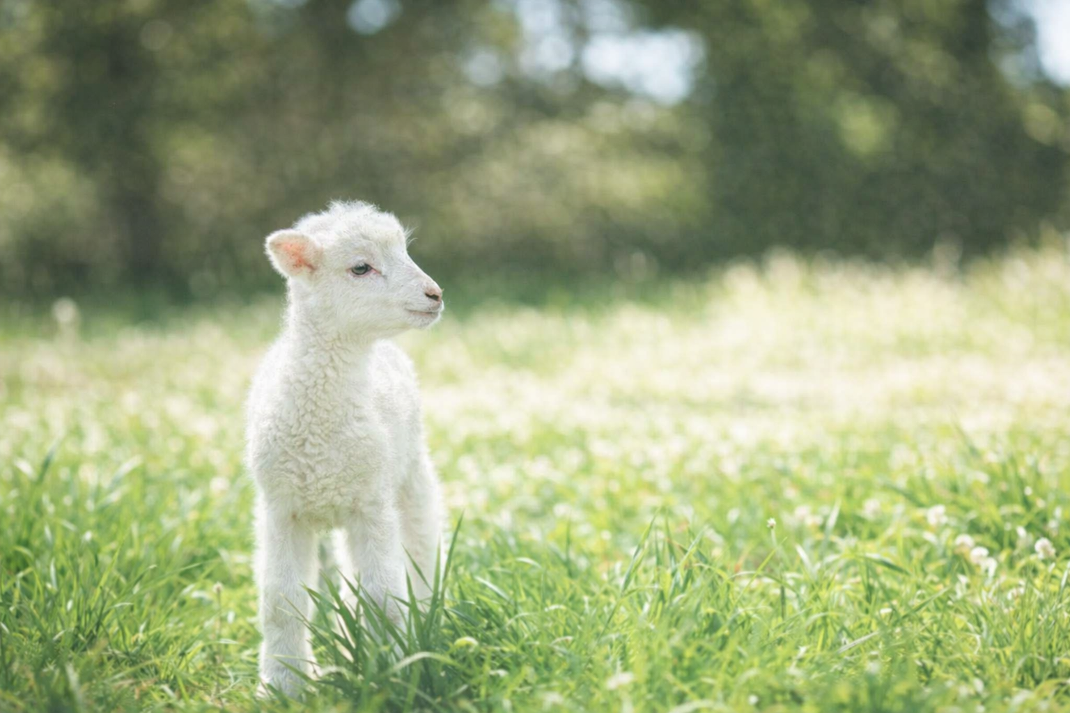 Lição 5 Jovens – O Filho Que Redime